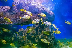 School of large fish, golden trevally, scientific name Gnathanodon speciosus, fish in an aquarium