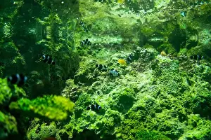 Anemone Prints: School of Nemo fish in a marine aquarium arranged with water plants and rocks
