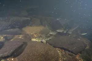 Catostomidae Prints: School of Northern hog sucker on a riverbed