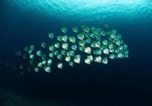 Conformity Prints: School of orbicular batfish (Platax orbicularis), Manado, North Sulawesi, Indonesia