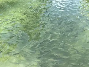 Trout Prints: School of rainbow trout fishes in crystal clear cold water