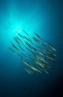 Group Of Animals Prints: School of razorfish silhouetted against the sun, Manado, North Sulawesi, Indonesia