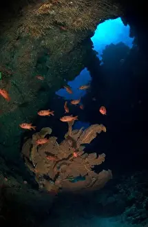 Cavern Prints: School of red soldierfish urrounding a large gorgonian sea fan, Mauritius