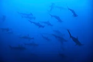 Chondrichthyes Prints: A school of scalloped hammerhead sharks