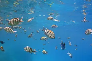 Dreamlike Prints: School of sergeant fishes and reflections on the surface of the blue sea, underwater