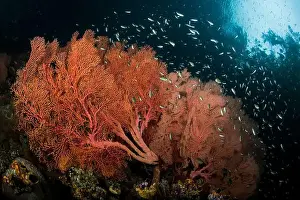 Raja Ampat Prints: School of silver glassfish surrounding large red gorgonian sea fans, Raja Ampat, Indonesia