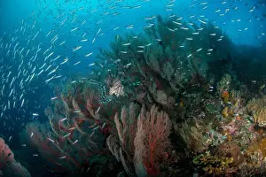 Scorpaenidae Prints: School of silvery fish and a lionfish in front of a cluster of gorgonian sea fans