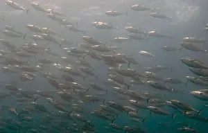 Baja California Sur Prints: A school of Skipjack Tuna (Katsuwonus pelamis) in Cabo San Lucas, BCS, Mexico