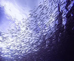 Wild Life Prints: A school of small fish in the Mediterranean Sea