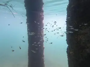 School Of Fish Prints: school of small fish in the ocean