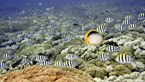 Many Animals Prints: A school of striped fish, Indo-Pacific sergeant (Abudefduf vaigiensis)