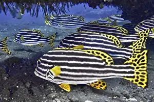 Pods Prints: A school of striped fish with yellow fins