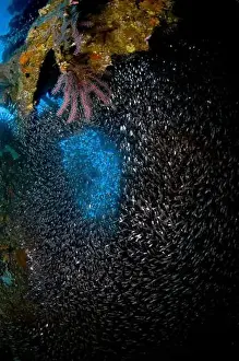 Group Of Animals Prints: School of sweeper fish coming through a hole in the hull of the Liberty Wreck