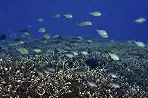 Plenty Prints: School of Ternate Swallowtails (Chromis ternatensis) over coral reef in deep blue water