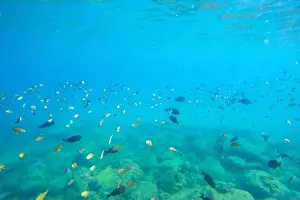 Dahab Prints: A school of tropical fish near the surface of the water in a sea of warm waters of exotic latitudes