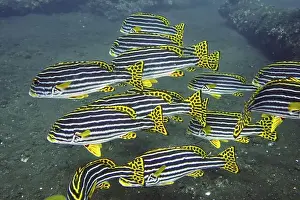 Many Animals Prints: A school of yellow-black striped fish
