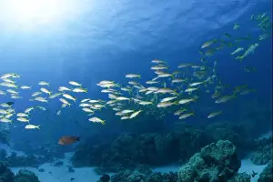 Clear Waters Prints: School of yellowfin goatfish (Mulloides vanicolensis) in the Red Sea
