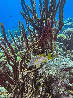 Sponges Prints: schoolmaster snapper, Lutjanus apodus