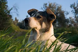 Glance Prints: Schwarz-weißer Mischlingshund liegt im Gras