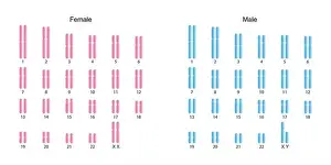 Scientific Designing of Human Karyotype. Human Complete Set of Chromosomes. Colorful Symbols. Vector Illustration
