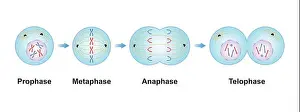 Replication Prints: Scientific Designing of Mitosis Phases (Cell Division)