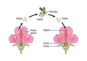 Pistil Prints: Scientific Designing of Pollination Process