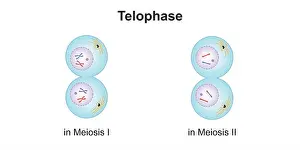 Replication Prints: Scientific Designing of Telophase in Meiosis. Colorful Symbols. Vector Illustration