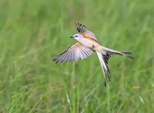 Songbirds Prints: Scissor-tailed flycatcher (Tyrannus forficatus) flying over coastal wetlands