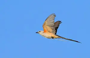 Nesting Prints: Scissor-tailed flycatcher (Tyrannus forficatus) flying with a piece of rope collected as the nesting material
