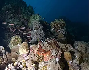 Scorpaenidae Prints: Scorpaenopsis oxycephalus - flathead scorpionfish on a reef