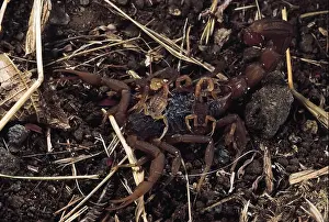 Claw Prints: Scorpion carrying babies on his back. Marunji, Maharashtra, India