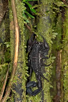National Reserve Prints: Scorpion genus Tityus, Buthidae family
