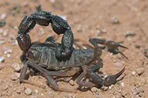 Venomous Prints: Scorpion Kalahari Gemsbok National Park South Africa
