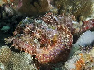 Camouflages Prints: A scorpionfish, Papuan scorpionfish (Scorpaenopsis papuensis)