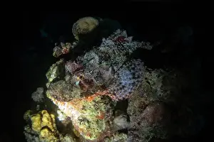 Scorpion Fish Prints: Scorpionfish in Red Sea near Marsa Alam by night, Egypt