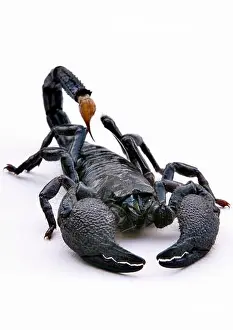 Venomous Prints: scorpions (Scorpiones), scorpion, cut out