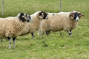 Farm Animals Prints: Scottish Blackface Sheep, Glencolumbkille, County Donegal, Ireland