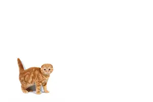 Young Animal Prints: Scottish Fold small baby cat of red color with short hair in stripe with small ears