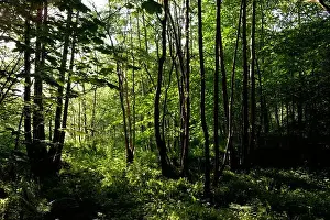 Sunbeams Prints: Scottish Forest in Spring, Scotland, UK