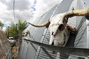 Decaying Prints: Scottish Highland bull skull left to be bleached by the sun