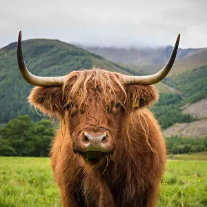 Hooves Prints: Scottish Highland cattle, Ben Nevis, Scottish Highlands, Scotland, UK
