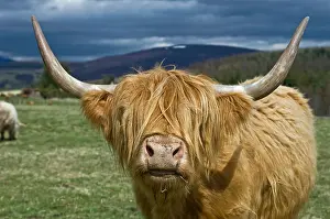 Lean Prints: Scottish Highland cattle breed on an upland farm near Tomintoul Morayshire. SCO 6187