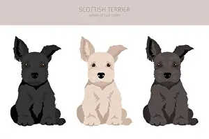 Doggie Prints: Scottish terrier puppies in different coat colors. Puppy scottie set. Vector illustration