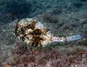 Under The Sea Prints: A Scrawled Cowfish (Acanthostracion quadricornis) in Florida, USA