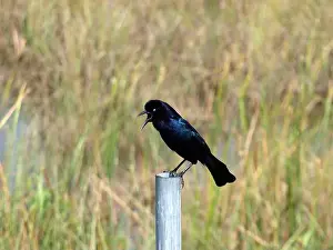 Poses Prints: Screaming greater Antillean grackle (Quiscalus niger) in the Everglades, Florida