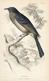 Steel Engraving Prints: Screaming piha, Lipaugus vociferans (Grey piha)