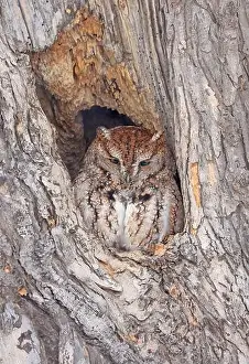 Owls Prints: Screech owl standing on a tree hole trunk, Quebec, Canada