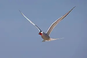 Coastal Area Prints: Screeching Arctic Arctic Tern (Sterna paradisaea) in flight