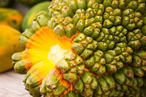 Indian Island Prints: Screw pine fruit Market in Male Maldives