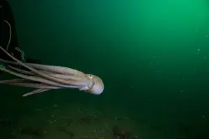 Scuba Diver Prints: Scuba diver encounter with octopus